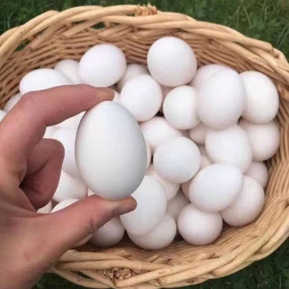Special offer - Black chicken eggs (first-laid eggs), 180 eggs per box. Pick-up only.