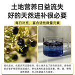 No-wash Premium Large Black Goji Berries 1 lb