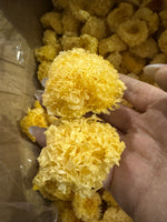 First-flush linden wood log-grown golden and silver tremella*1lb