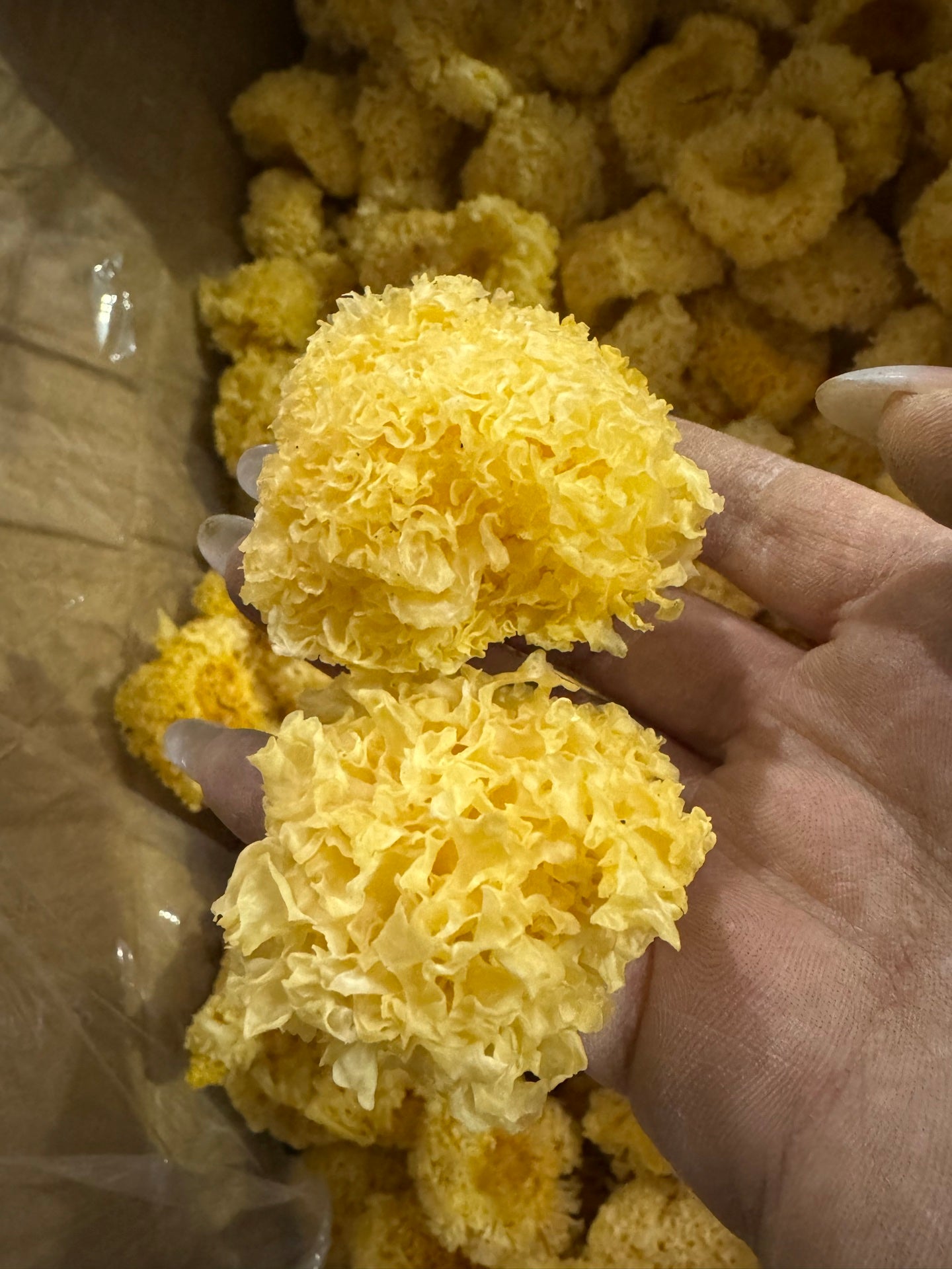 First-flush linden wood log-grown golden and silver tremella*1lb