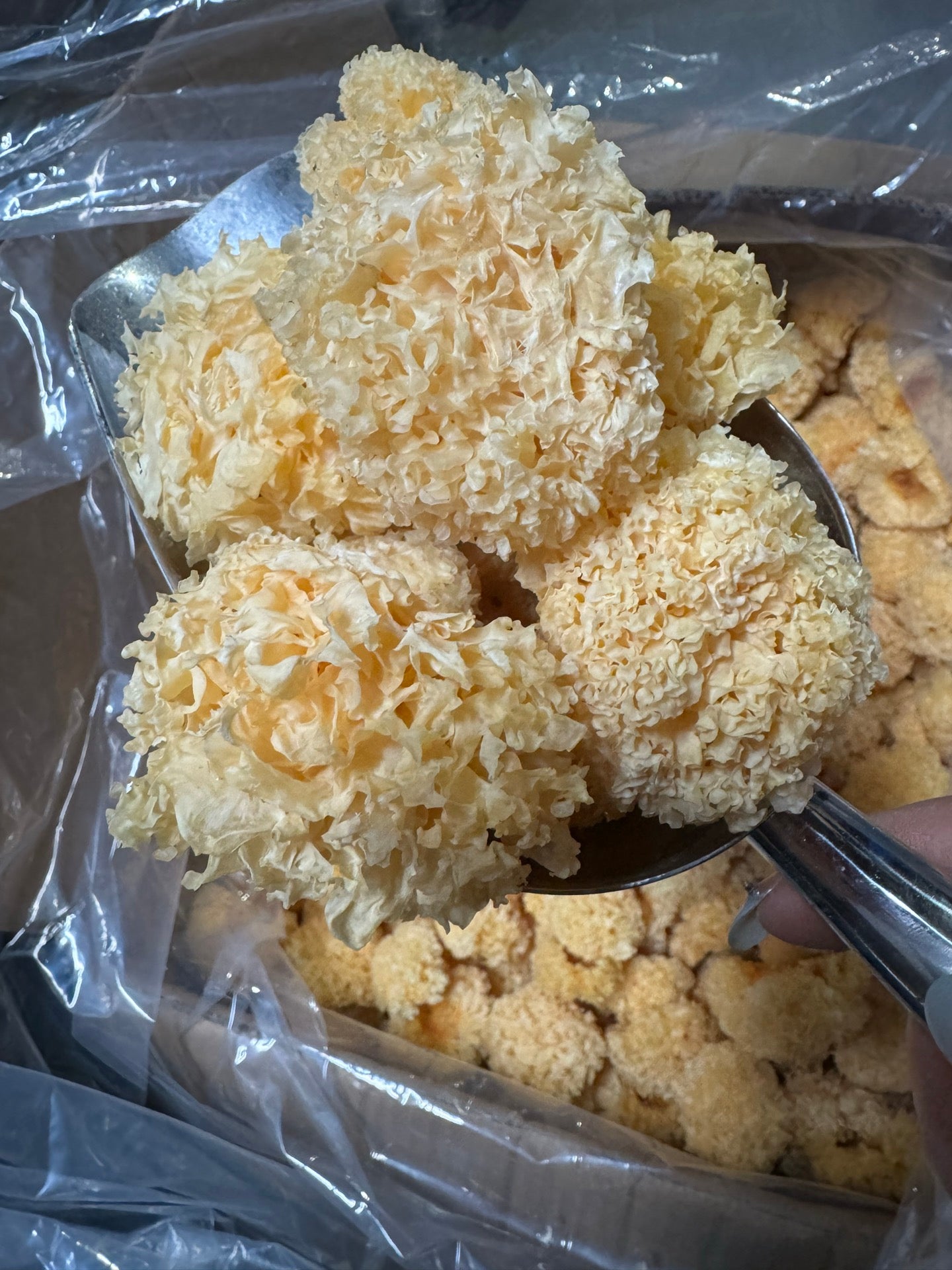First-flush linden wood log-grown golden and silver tremella*1lb