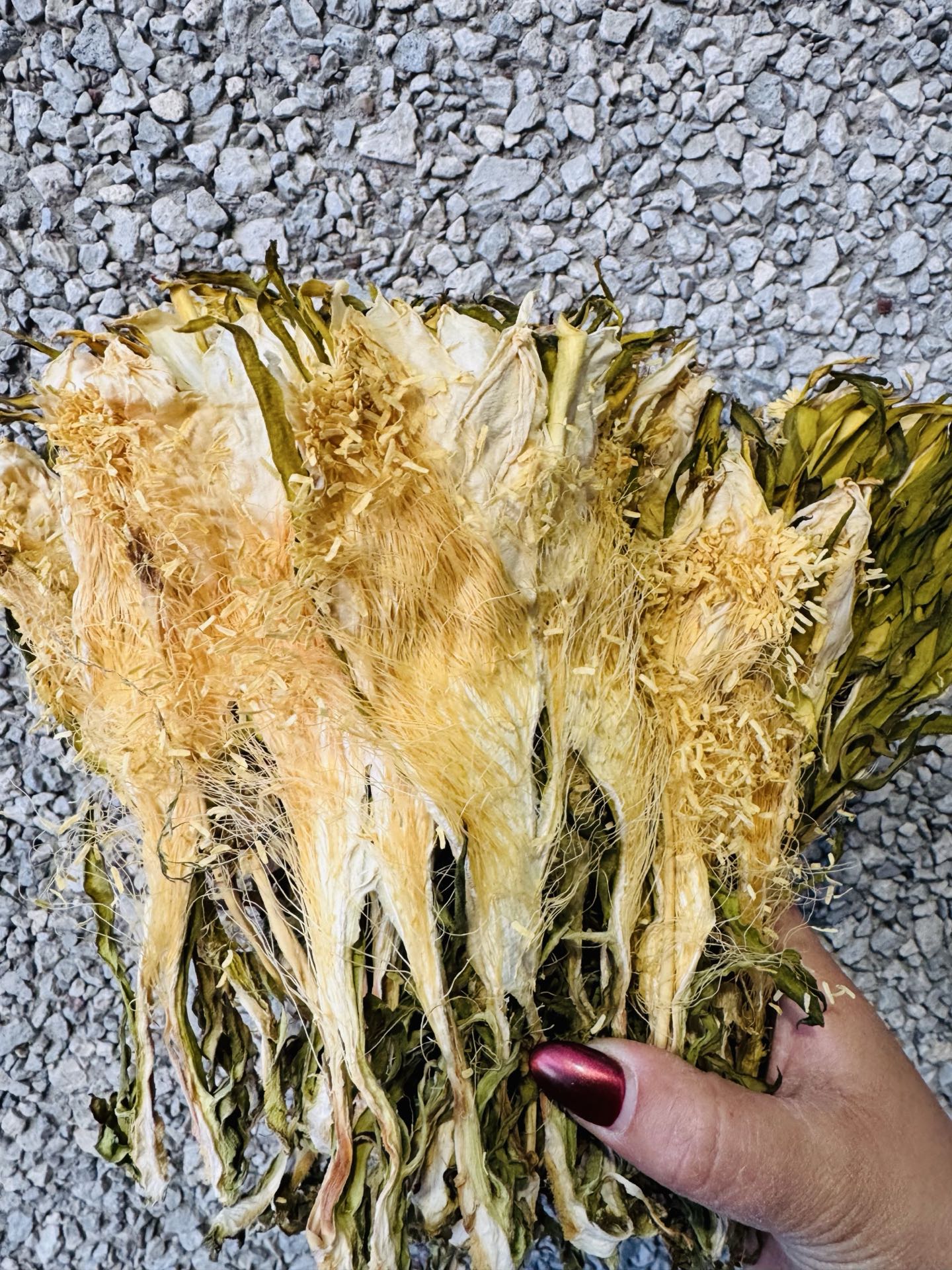 无硫原色霸王花 0.5lb | 粤式老火靳汤经典食材