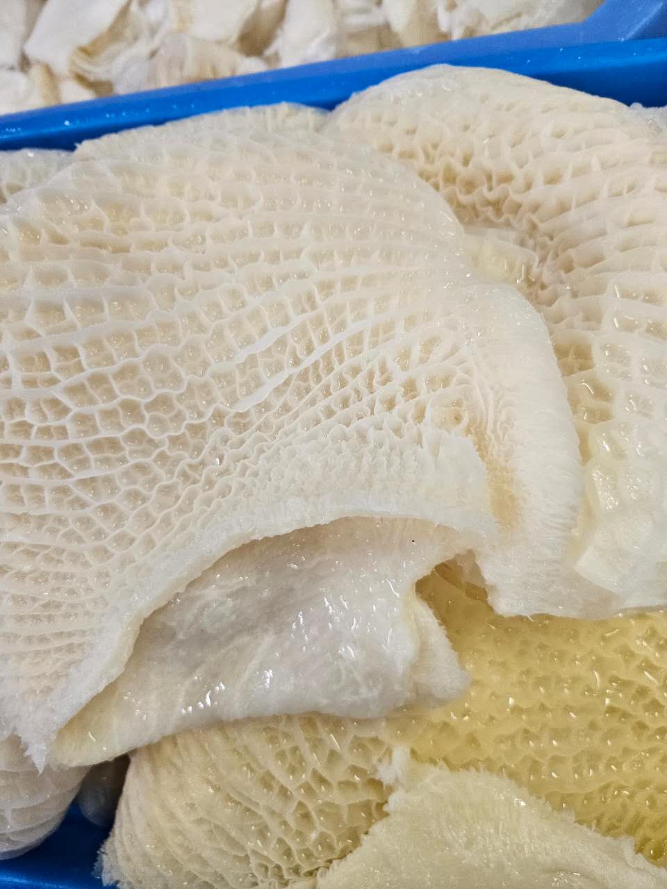 金钱肚 3lb | Q弹爽脆 火锅必备