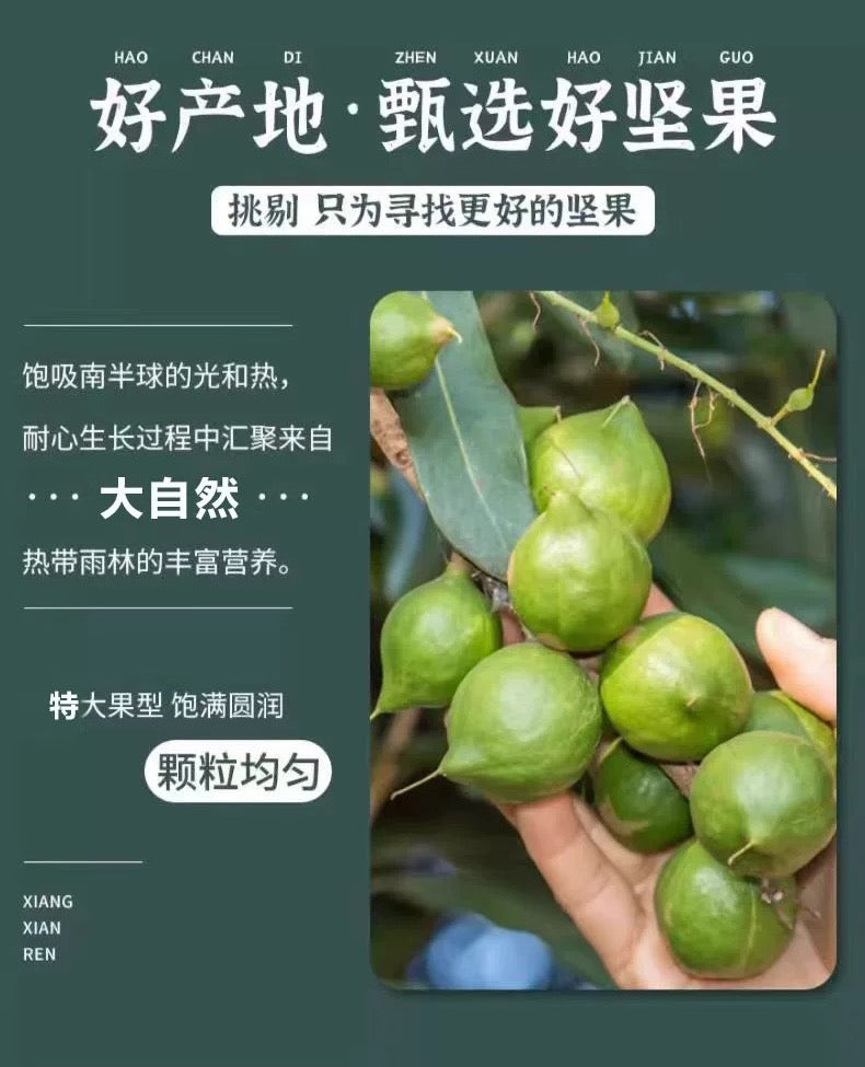 原味夏威夷果 500g｜果大壳薄 0添加内赠开口器