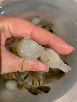 Top Brand Triple Crown Butterfly Tiger Prawns