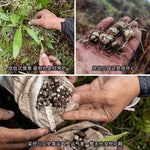 野生贝母 150g | 无硫无漂白 润肺止咎清热化痰