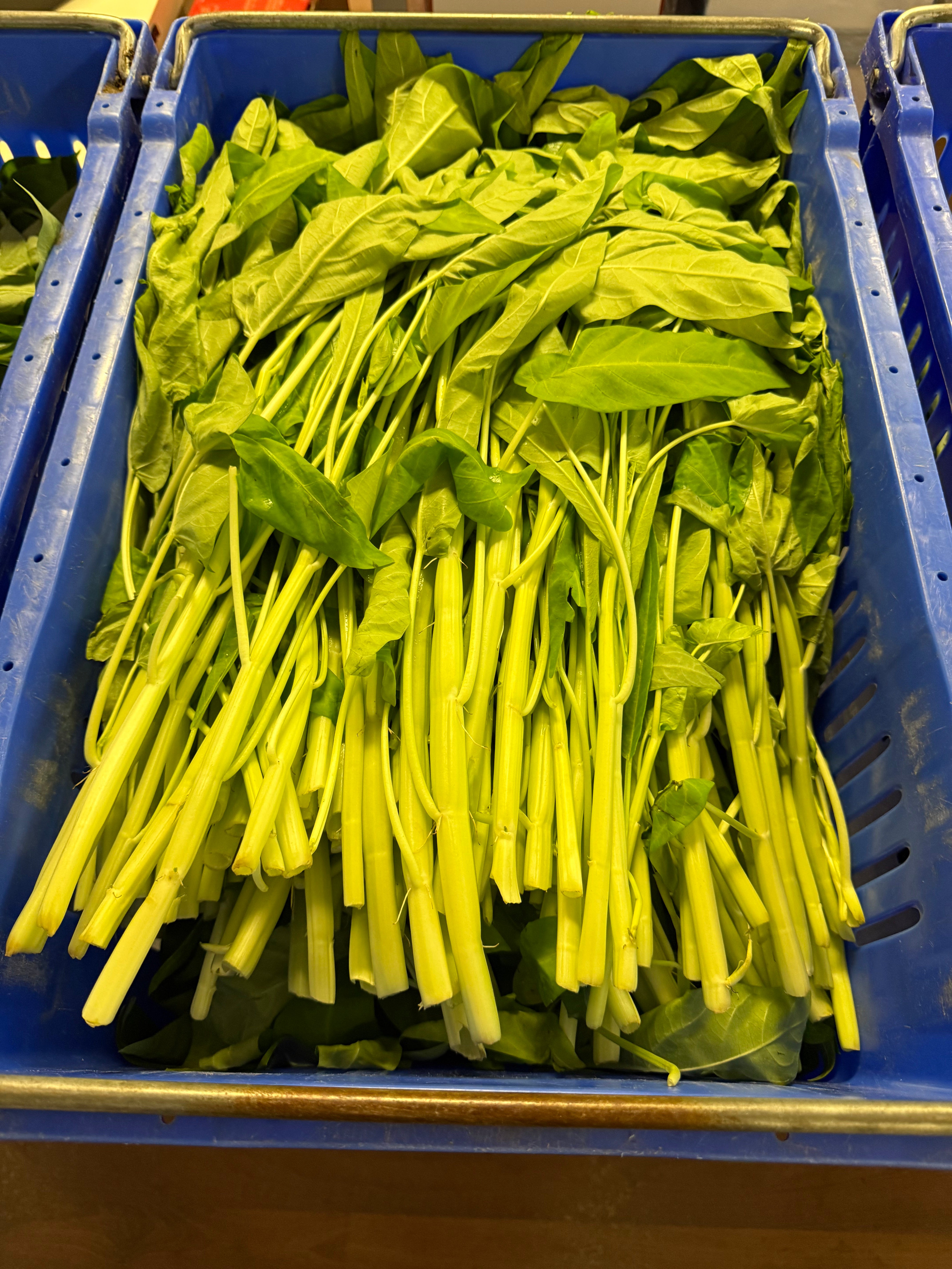 新鲜白通菜 1磅 嫩滑清甜 广式家常蔬菜