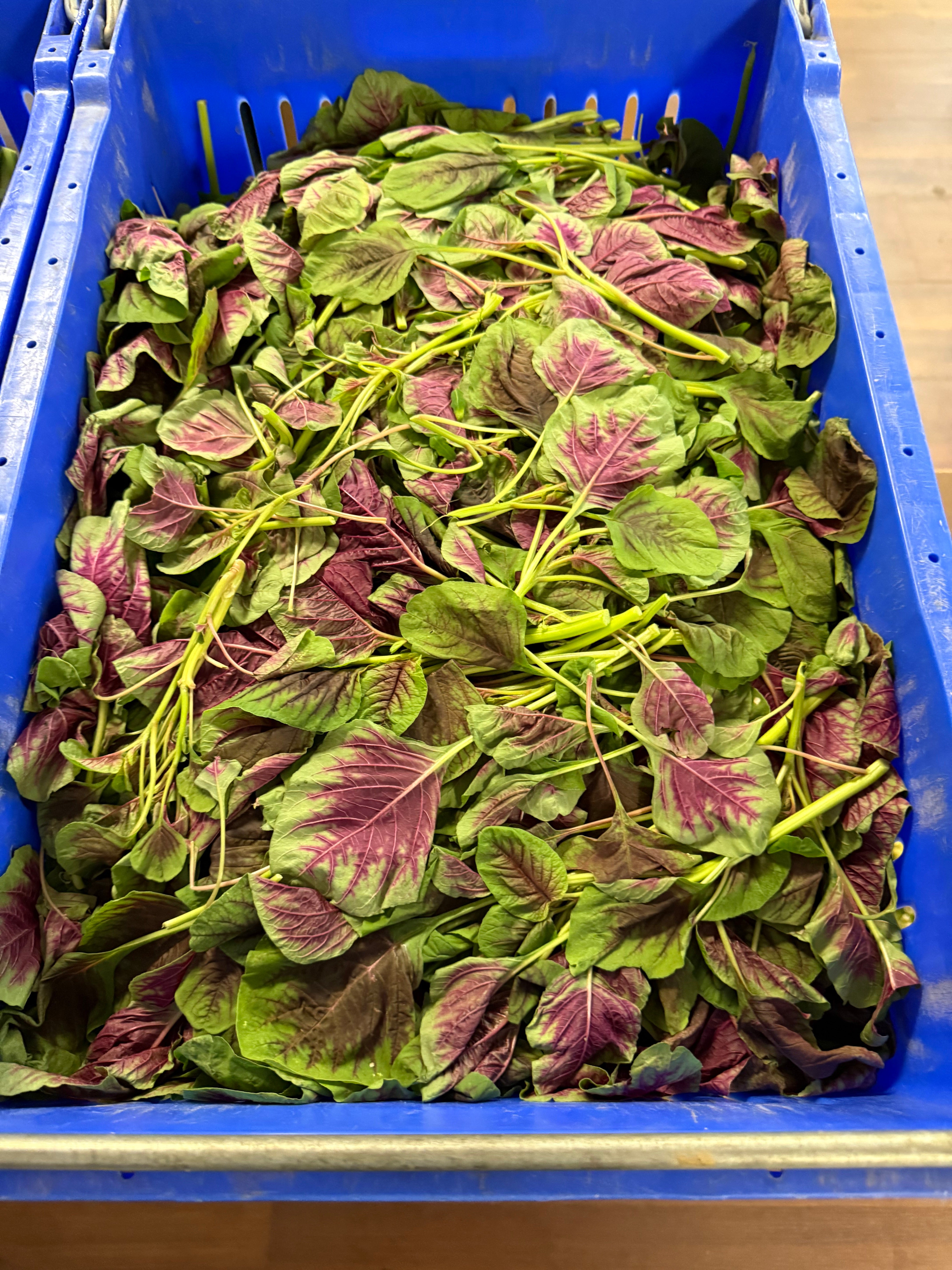 新鲜红苋菜 1磅 嫩滑清甜 补铁首选