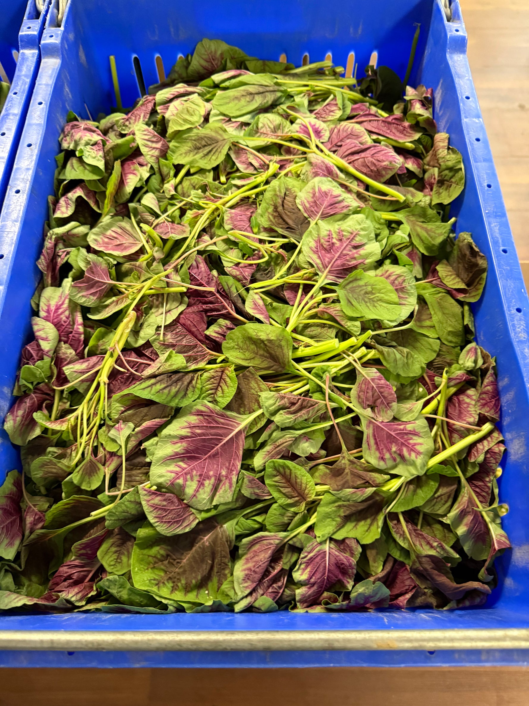 新鲜红苋菜 1磅 嫩滑清甜 补铁首选