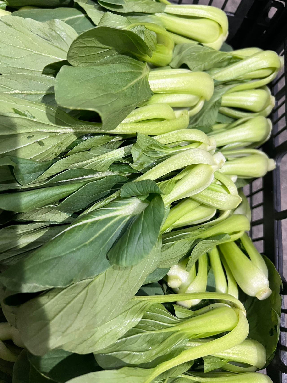 新款蔬菜来货🥬鸡毛菜🥬2磅