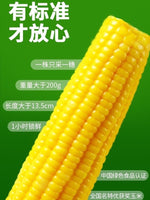 Shaxiaopang Sweet Corn 10 ears/box