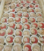 Scallops with plump meat (10 per pack)