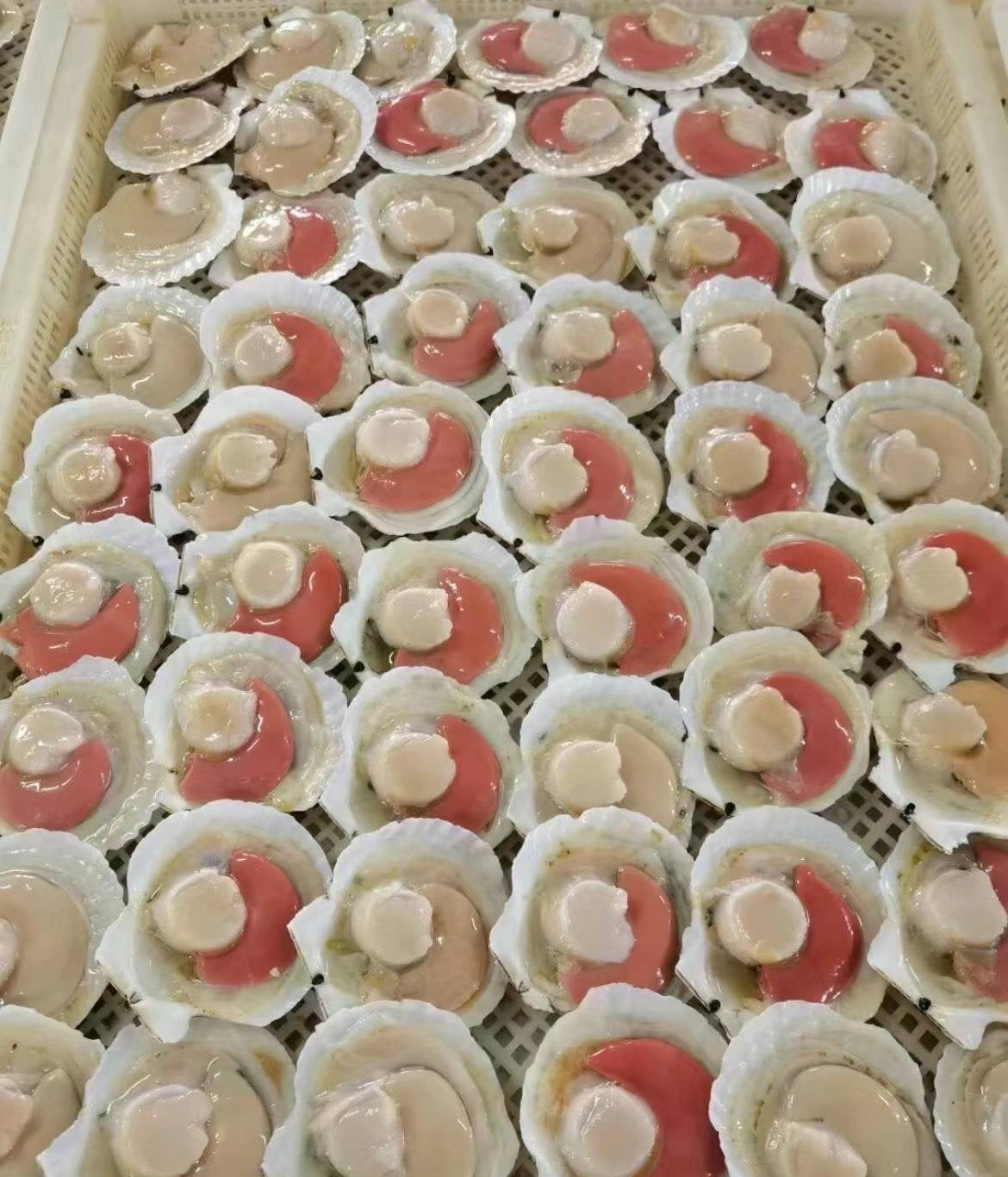 Scallops with plump meat (10 per pack)