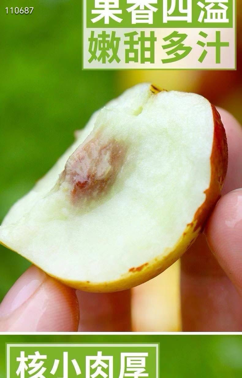 新鮮冬棗3磅裝