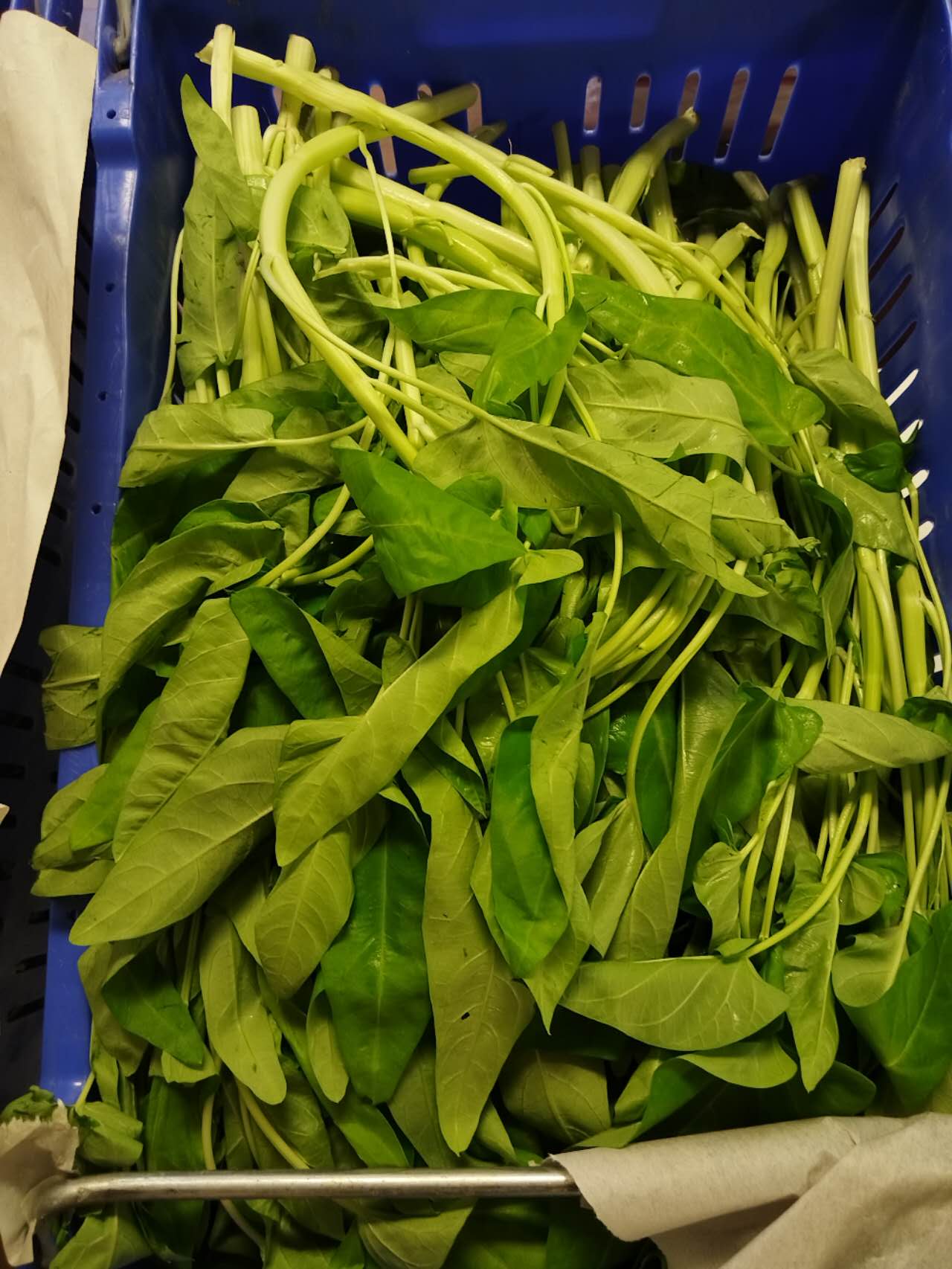 中興優選本地農場白通心菜1lb