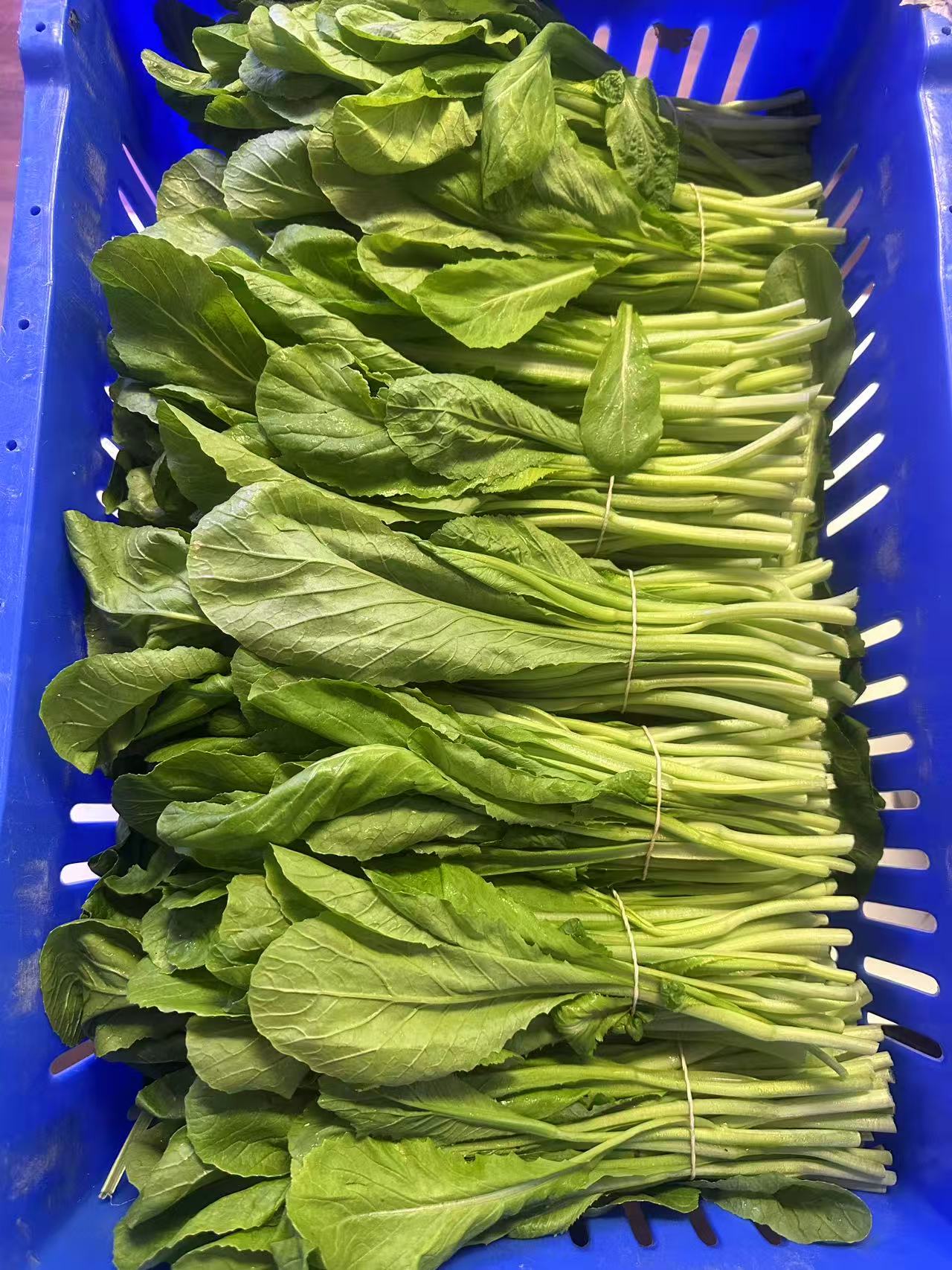 本地农场芥菜苗 2扎/包 新鲜到货