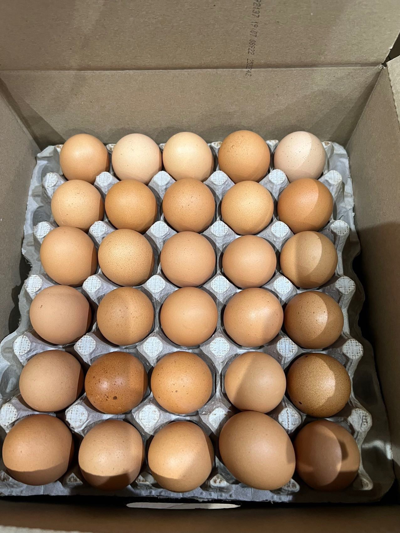 XL Yellow Shell Free-Range Eggs - Pick-up Only