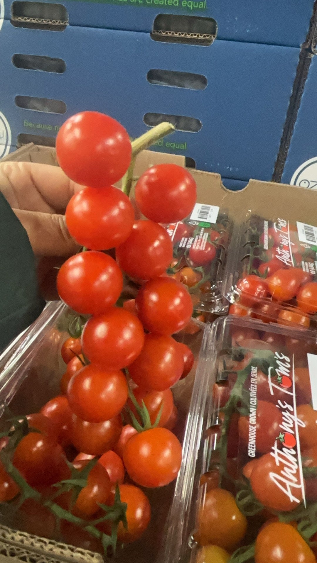 Cherry Tomatoes, Half a Box, 4 Trays