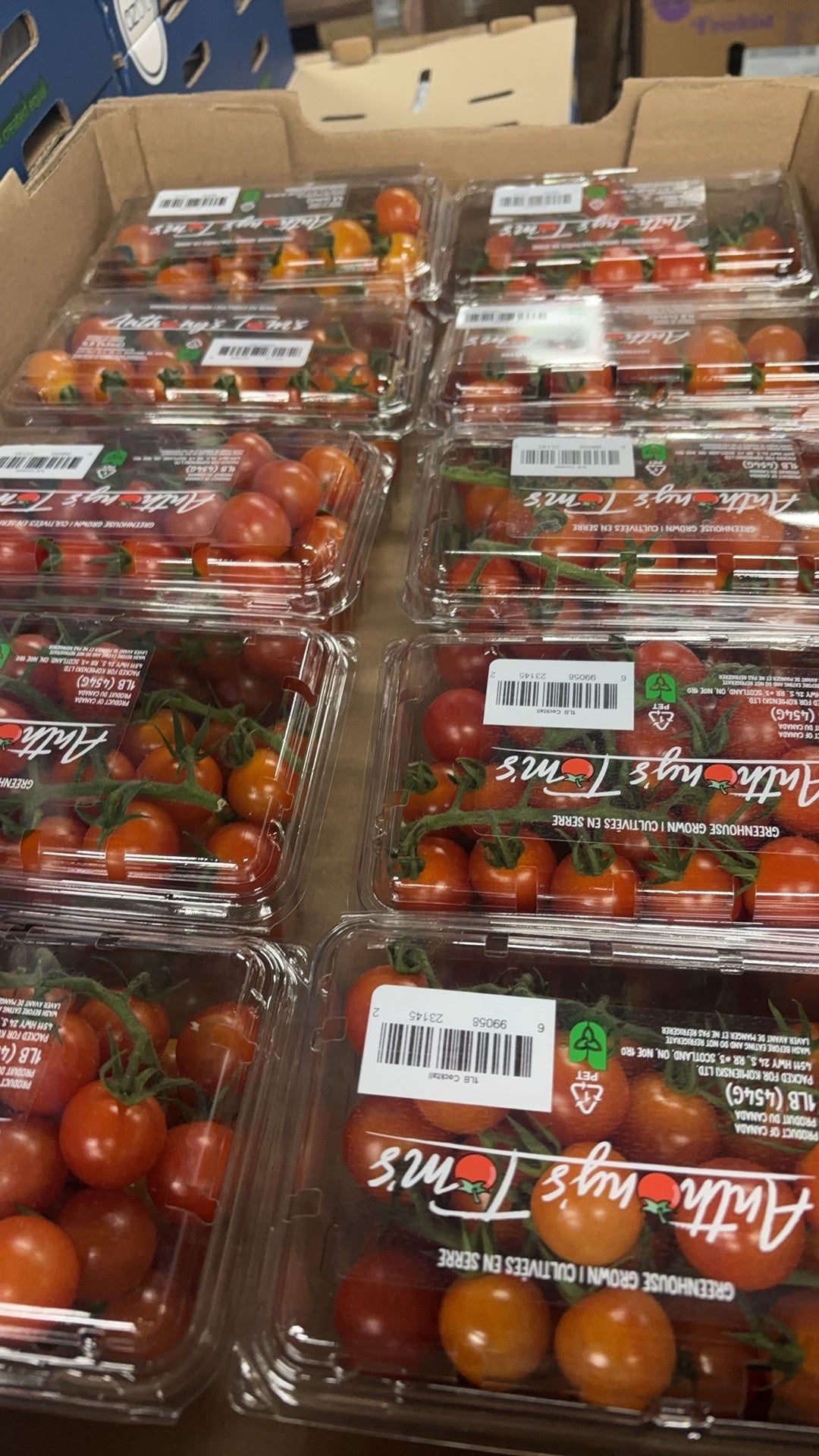 Cherry Tomatoes, Half a Box, 4 Trays
