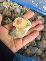 5 lbs of whelk