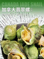 5 lbs of whelk