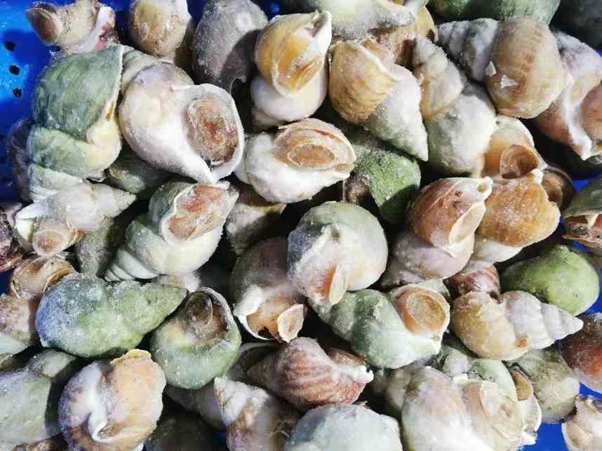 5 lbs of whelk