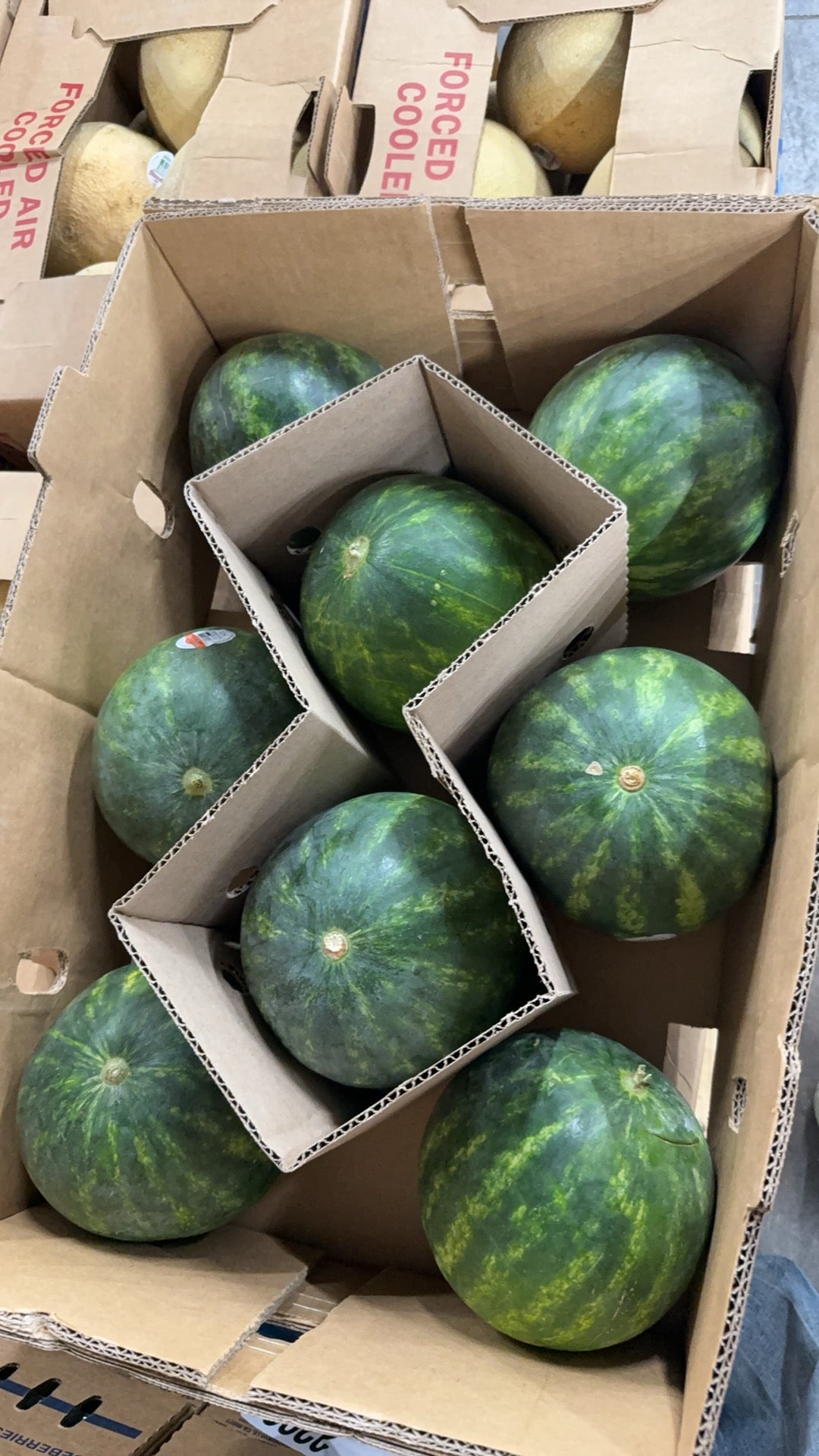 新鲜 Mini 西瓜 脆甜多汁 当季当令