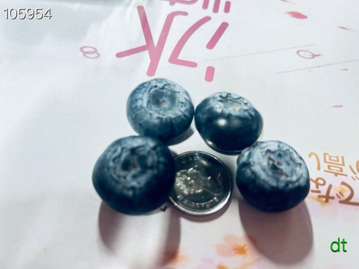 Driscoll's蓝莓 312g/盒