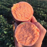 西瓜红沙地蜜薯 5磅