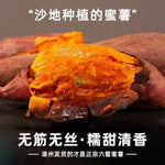 西瓜红沙地蜜薯 5磅
